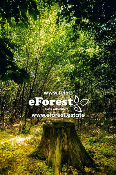 Profita acum de oferta de Paste! Loturi de casa langa padure, eForest