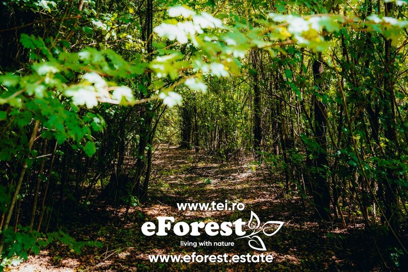 Profita acum de oferta de Paste! Loturi de casa langa padure, eForest